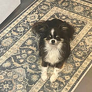 Buster is registered to the contest to win money with this photo: animal, black_and_white, calm, carpet, companion, cozy, cute, dog, elegant, floor, fluffy, fur, household, indoor, patterned_rug, pet, quiet, resting, small_dog, tan_accent