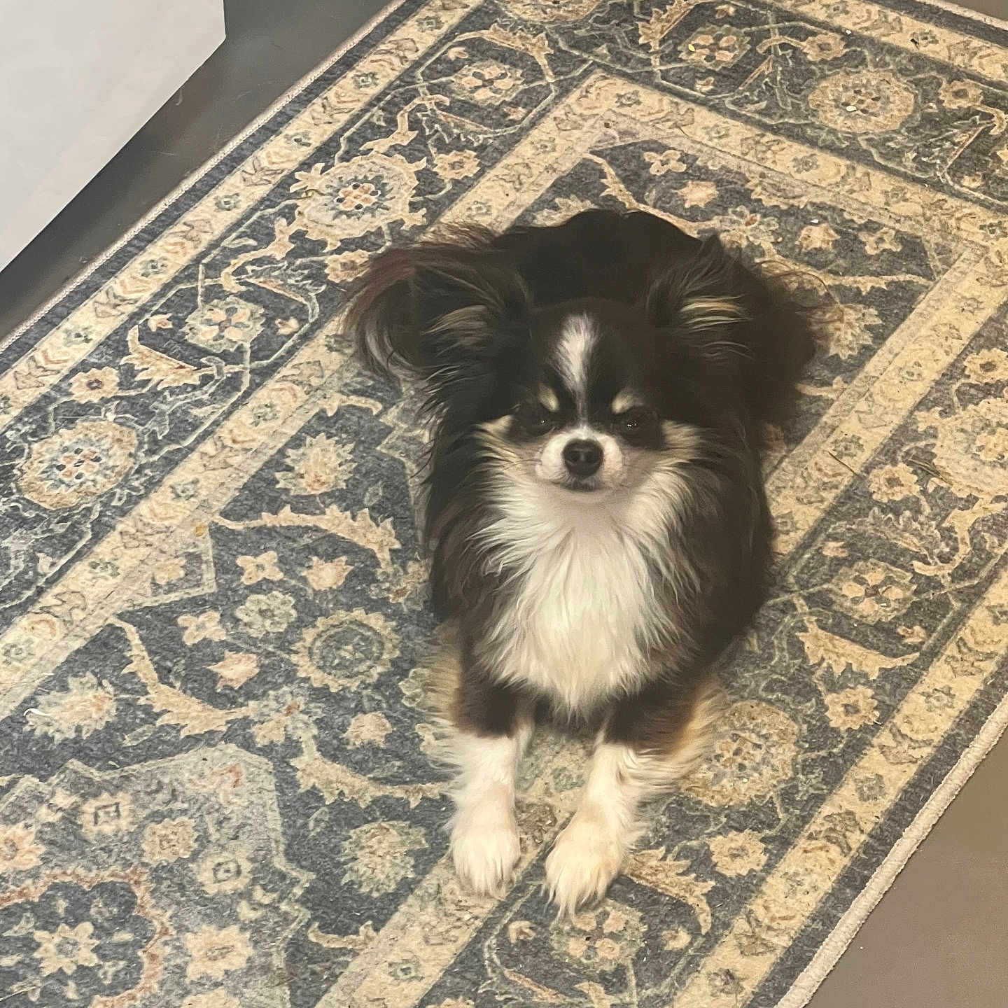 Buster