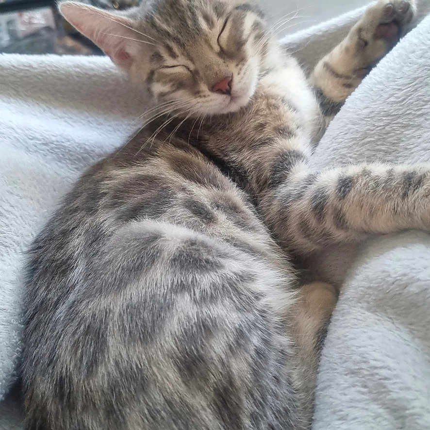Taïga