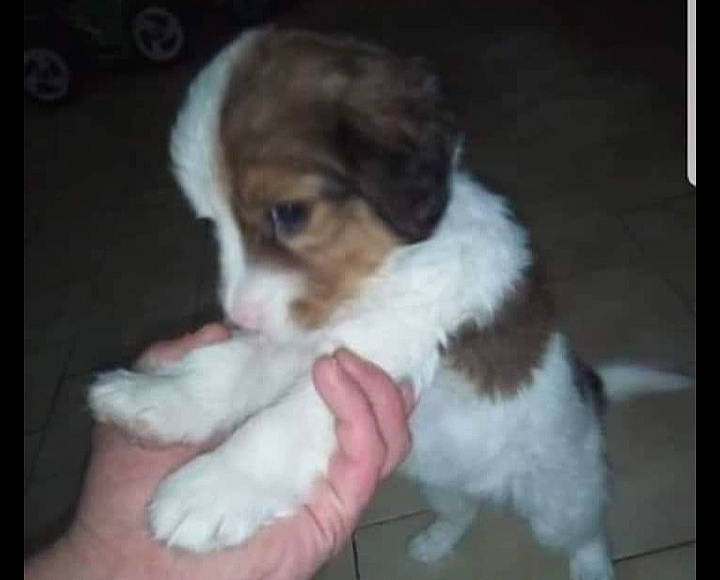 Chipsy participe au concours pour gagner de l'argent avec cette photo : australian_shepherd, canidae, carnivore, cavachon, companion_dog, dog, dog_breed, kooikerhondje, kromfohrlander, mammal, miniature_australian_shepherd, puppy, puppy_love, rare_breed_dog, shih_tzu, sporting_group, vertebrate