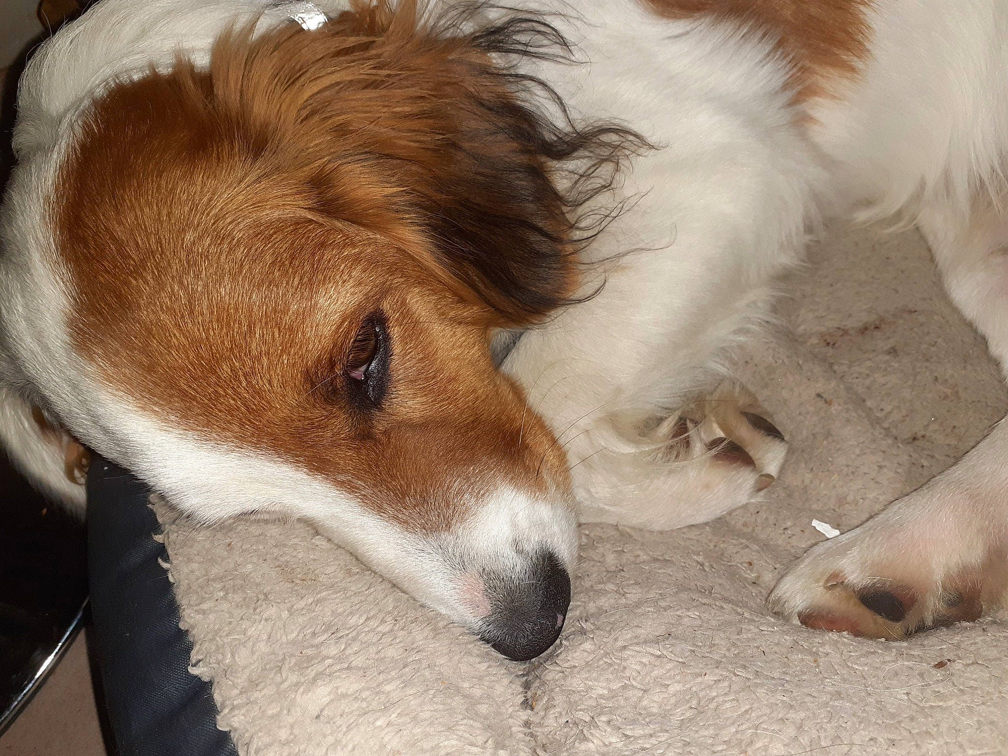 Chipsy a rejoint le concours — aidez-le/la à gagner de superbes lots ! borzoi, canidae, carnivore, companion_dog, dog, dog_breed, kooikerhondje, kromfohrlander, mammal, russell_terrier, silken_windhound, snout, sporting_group, vertebrate