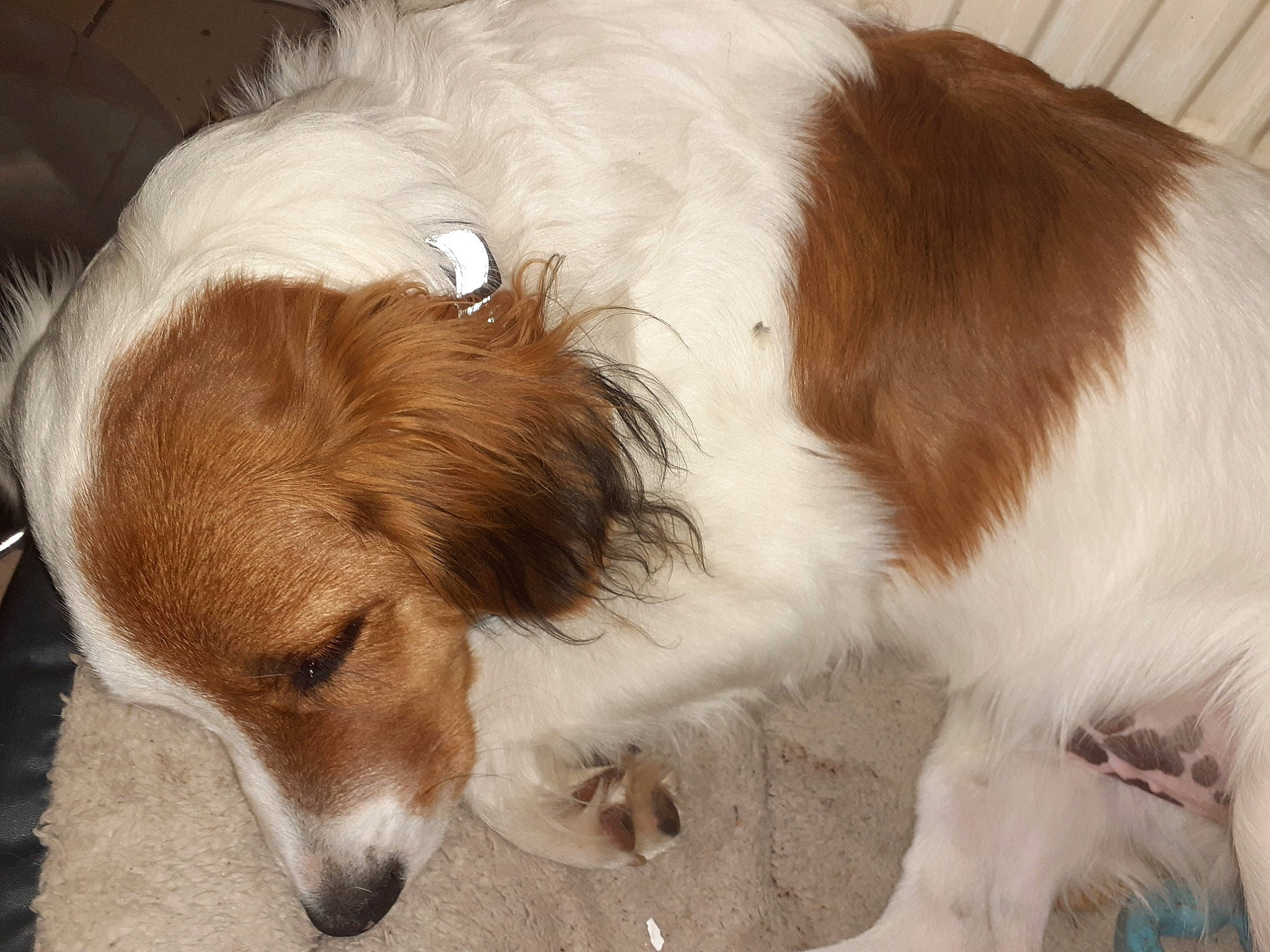 Chipsy participe au concours pour gagner de l'argent avec cette photo : canidae, carnivore, companion_dog, dog, dog_breed, kooikerhondje, mammal, phalene, puppy, rare_breed_dog, snout, spaniel, sporting_group, vertebrate