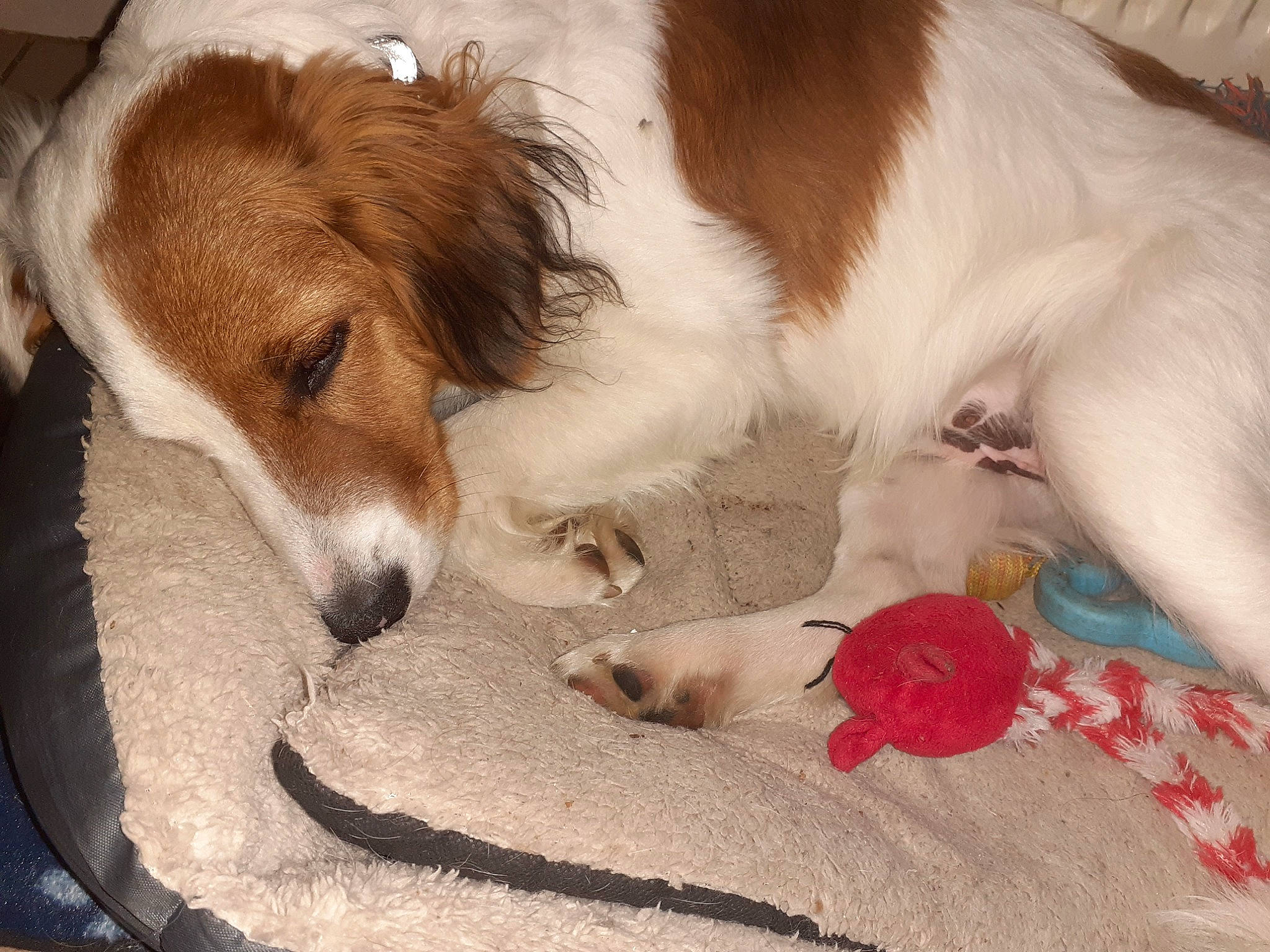 Chipsy a rejoint le concours — aidez-le/la à gagner de superbes lots ! canidae, carnivore, companion_dog, dog, dog_breed, kooikerhondje, kromfohrlander, mammal, parson_russell_terrier, puppy, puppy_love, russell_terrier, spaniel, sporting_group, vertebrate