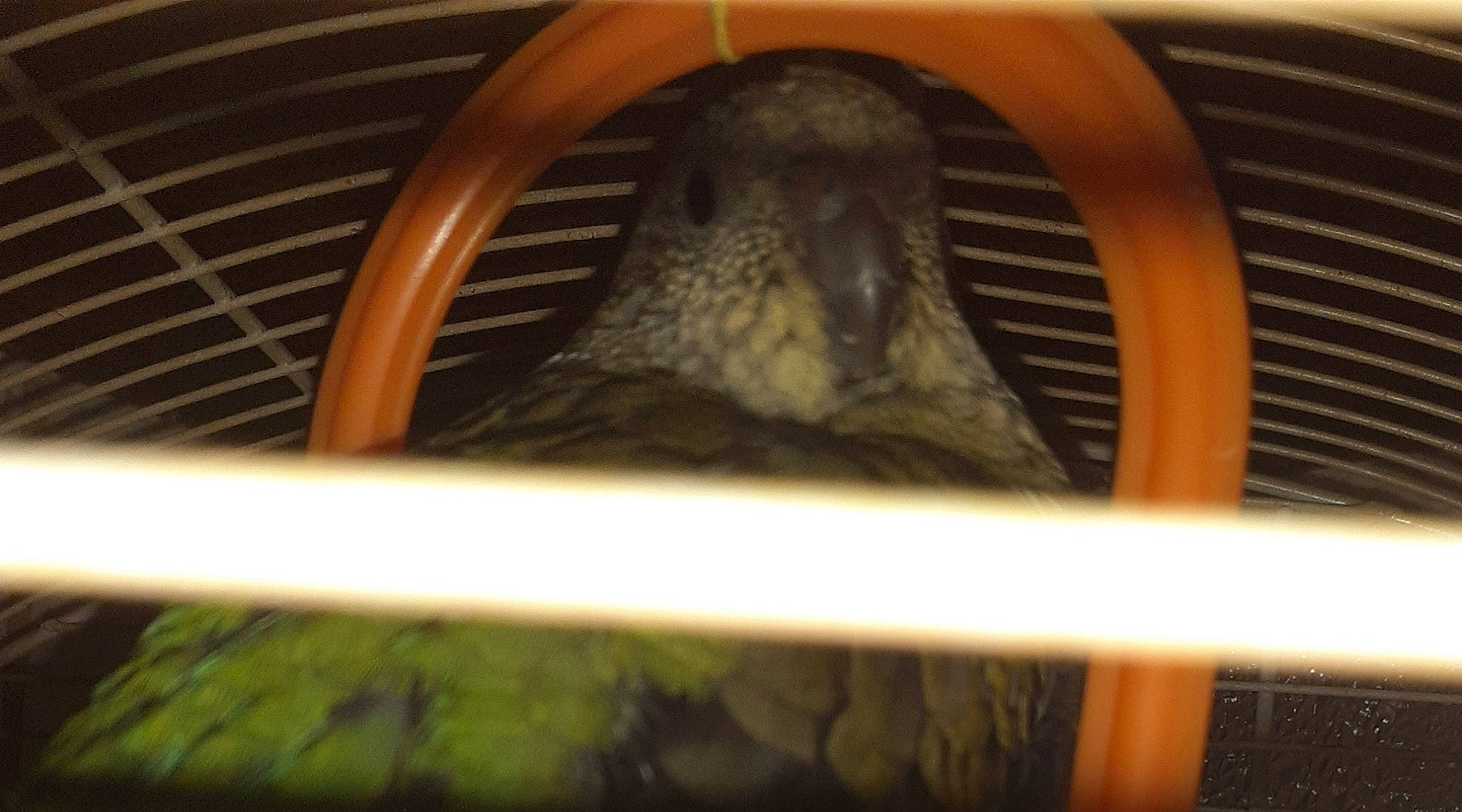 Coucou a rejoint le concours — aidez-le/la à gagner de superbes lots ! degu, fawn, gerbil, mouse, muridae, muroidea, rim, rodent