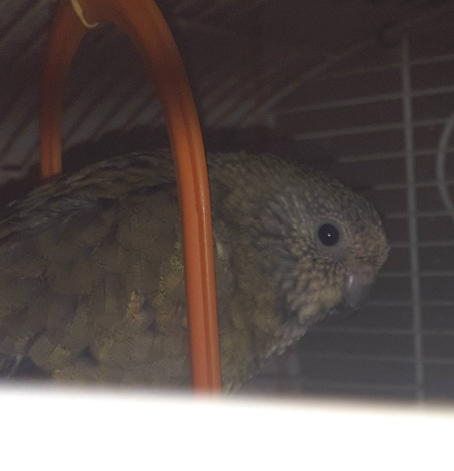 Coucou participe au concours pour gagner de l'argent avec cette photo : degu, fawn, gerbil, mouse, muridae, organism, rat, rodent, tail, whiskers