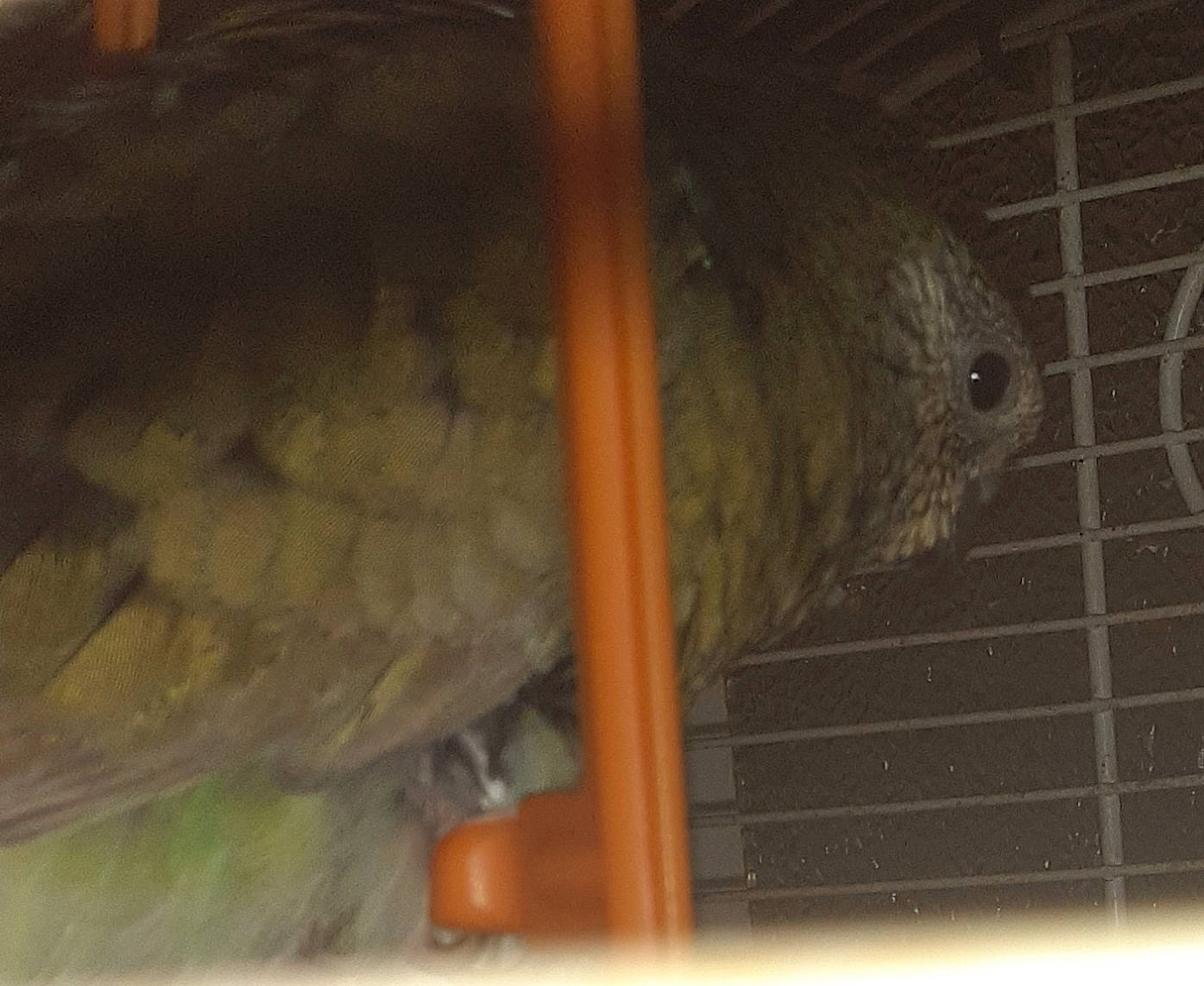 Coucou a rejoint le concours — aidez-le/la à gagner de superbes lots ! animal_shelter, beak, bird, budgie, cage, degu, lovebird, parakeet, parrot, room