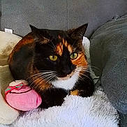 Milly a rejoint le concours — aidez-le/la à gagner de superbes lots ! cat, calico, feline, pet, yellow_eyes, whiskers, plush_toy, pink_toy, blanket, cozy, indoor, resting, fur, cute, animal, domestic_cat, soft_texture, relaxed, comfort, home