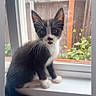 kitten, cat, black_and_white, windowsill, window, outdoor, fence, plants, curious, pet, animal, fluffy, young, indoor, small, whiskers, tail, ears, face, sitting