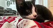 Jasper joined the competition — help win amazing prizes! kitten, cat, black_and_white, blanket, cozy, indoor, living_room, sofa, decor, home, fur, whiskers, curious, close_up, pet, animal, relaxing, soft, cute, comfort
