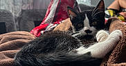 Jasper joined the competition — help win amazing prizes! animal, bed, black_and_white, blanket, cat, comfort, cozy, curtains, fur, furry, home, indoor, kitten, light, paw, person, pet, relaxing, resting, whiskers