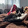 Jasper joined the competition — help win amazing prizes! cat, kitten, black_and_white, blanket, bed, indoor, curtains, light, cozy, furry, pet, relaxing, fur, whiskers, paw, home, comfort, animal, resting, person