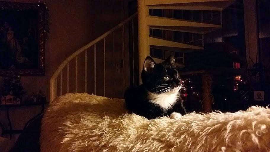 Nuage a rejoint le concours — aidez-le/la à gagner de superbes lots ! black_cat, carnivore, cat, darkness, domestic_short_haired_cat, felidae, fur, midnight, monochrome_photography, night, sitting, small_to_medium_sized_cats, snout, tail, terrestrial_animal, tints_and_shades, whiskers, window, winter, wood