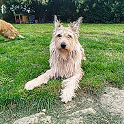 Margot participe au concours pour gagner de l'argent avec cette photo : animal, backyard, canine, cute, daylight, dog, domestic_animal, fur, grass, greenery, leisure, motion, nature, outdoor, park, pet, playful, resting, shaggy_coat, two_dogs
