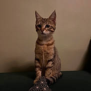 Vénus a rejoint le concours — aidez-le/la à gagner de superbes lots ! animal, black_stripes, brown, cat, closeup, couch, curious, domestic_cat, ears, feline, indoor, kitten, pet, pillow, sitting, striped_fur, tabby, tail, whiskers, young_cat