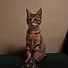 animal, black_stripes, brown, cat, closeup, couch, curious, domestic_cat, ears, feline, indoor, kitten, pet, pillow, sitting, striped_fur, tabby, tail, whiskers, young_cat