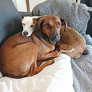 Tayler Et Tania a rejoint le concours — aidez-le/la à gagner de superbes lots ! dog, dogs, cuddling, brown_dog, white_dog, sofa, couch, blanket, pillow, living_room, pet, domestic_animal, resting, snuggle, fur, nose, eyes, close_up, cozy, home