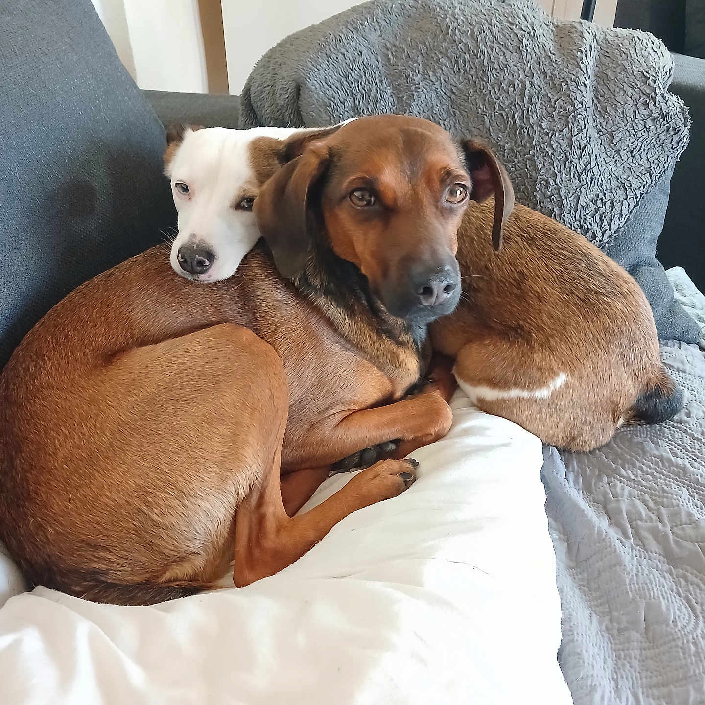 Tayler Et Tania a rejoint le concours — aidez-le/la à gagner de superbes lots ! blanket, brown_dog, close_up, couch, cozy, cuddling, dog, dogs, domestic_animal, eyes, fur, home, living_room, nose, pet, pillow, resting, snuggle, sofa, white_dog