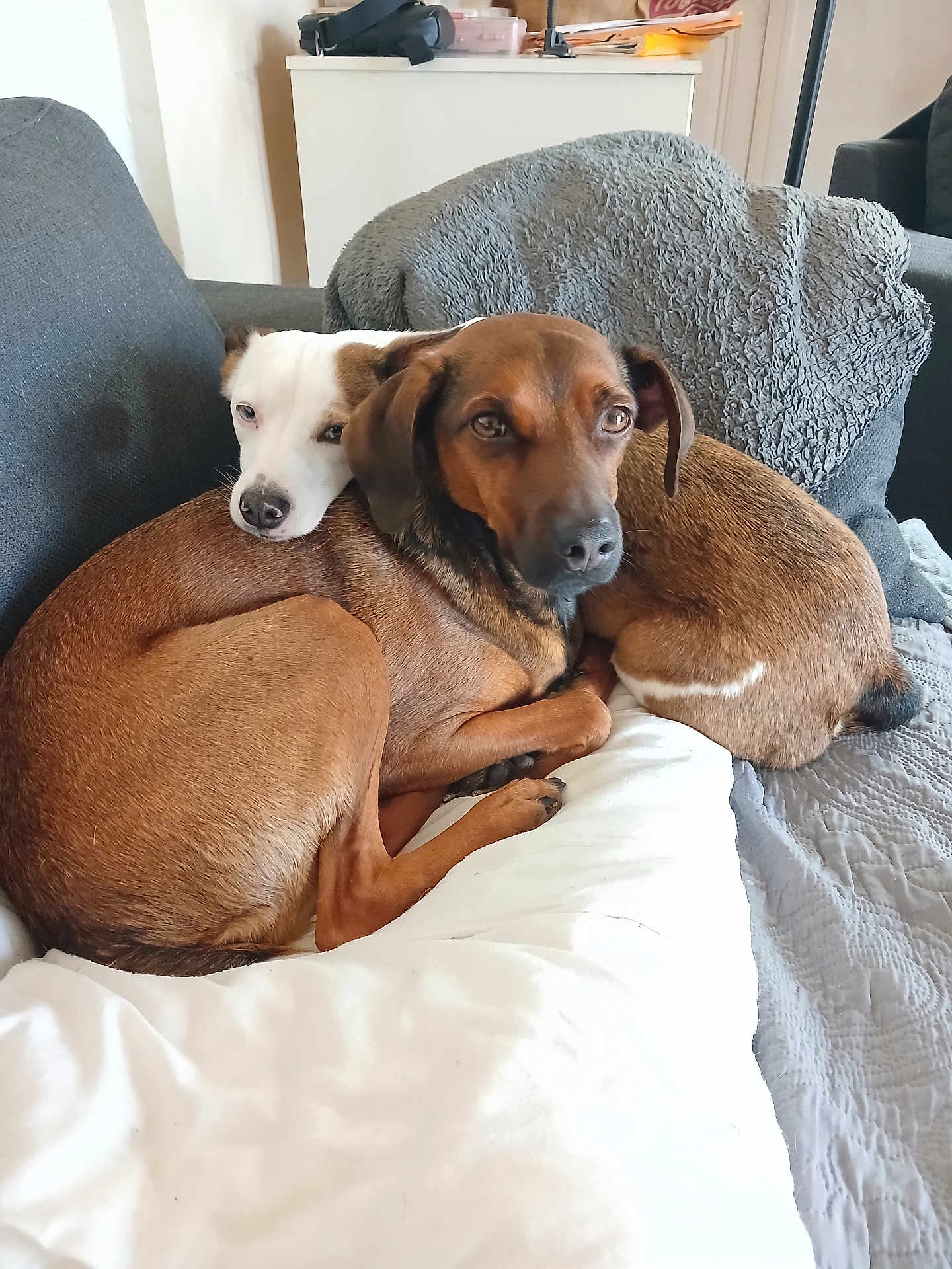 Tayler Et Tania a rejoint le concours — aidez-le/la à gagner de superbes lots ! dog, dogs, cuddling, brown_dog, white_dog, sofa, couch, blanket, pillow, living_room, pet, domestic_animal, resting, snuggle, fur, nose, eyes, close_up, cozy, home