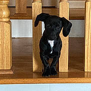 Savannah joined the competition — help win amazing prizes! puppy, dog, black_dog, wooden_banisters, floor, indoor, pet, curious, small_dog, ears, white_patch, cute, animal, home, stairs, wood, furniture, standing, looking, adorable