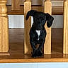 puppy, dog, black_dog, wooden_banisters, floor, indoor, pet, curious, small_dog, ears, white_patch, cute, animal, home, stairs, wood, furniture, standing, looking, adorable