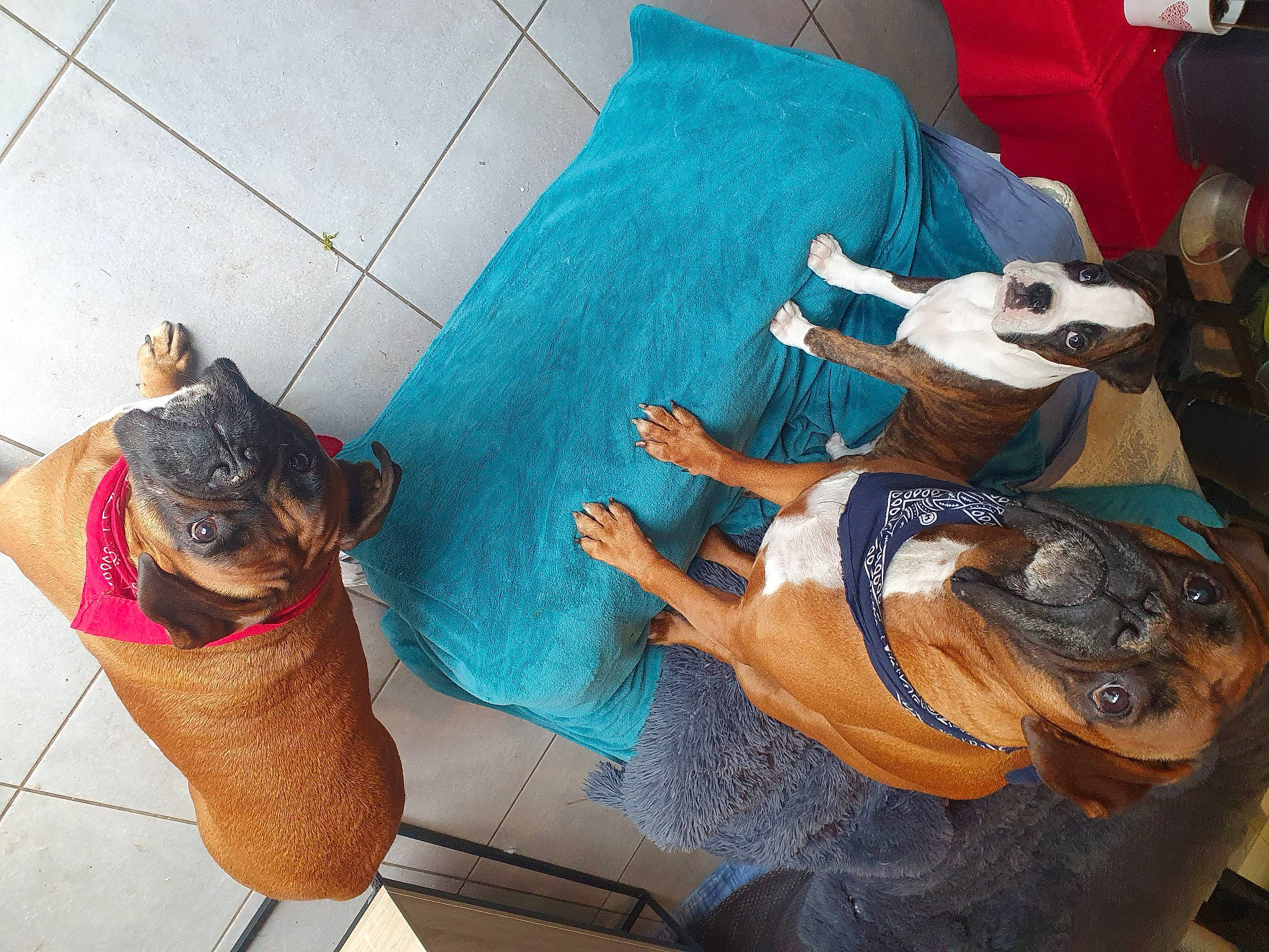 Telya a rejoint le concours — aidez-le/la à gagner de superbes lots ! art, canidae, carnivore, companion_dog, dog, dog_breed, fawn, flooring, foot, human_leg, knee, linens, mammal, sporting_group, tail, thigh, toy_dog, visual_arts, working_animal, wrist