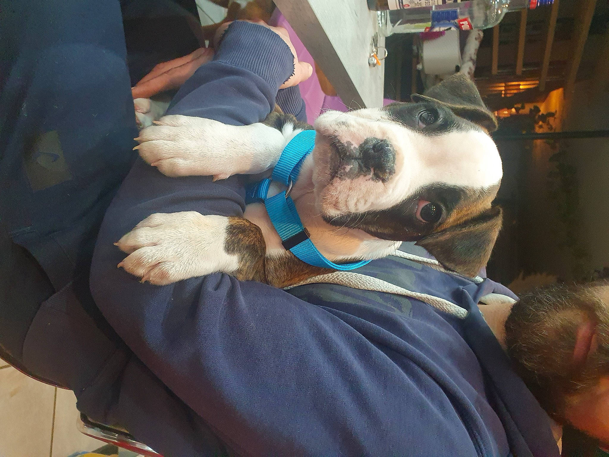 Telya a rejoint le concours — aidez-le/la à gagner de superbes lots ! canidae, carnivore, comfort, companion_dog, dog, dog_breed, fawn, fur, non_sporting_group, snout, sporting_group, working_animal