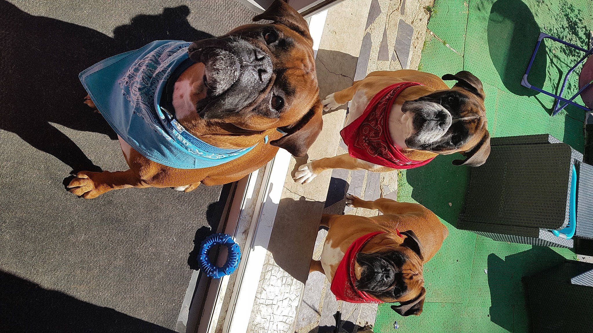 Mya participe au concours pour gagner de l'argent avec cette photo : canidae, carnivore, collar, companion_dog, costume, dog, dog_breed, dog_clothes, dog_collar, dog_supply, eyewear, fawn, fur, leash, pet_supply, plant, snout, sporting_group, working_animal, wrinkle