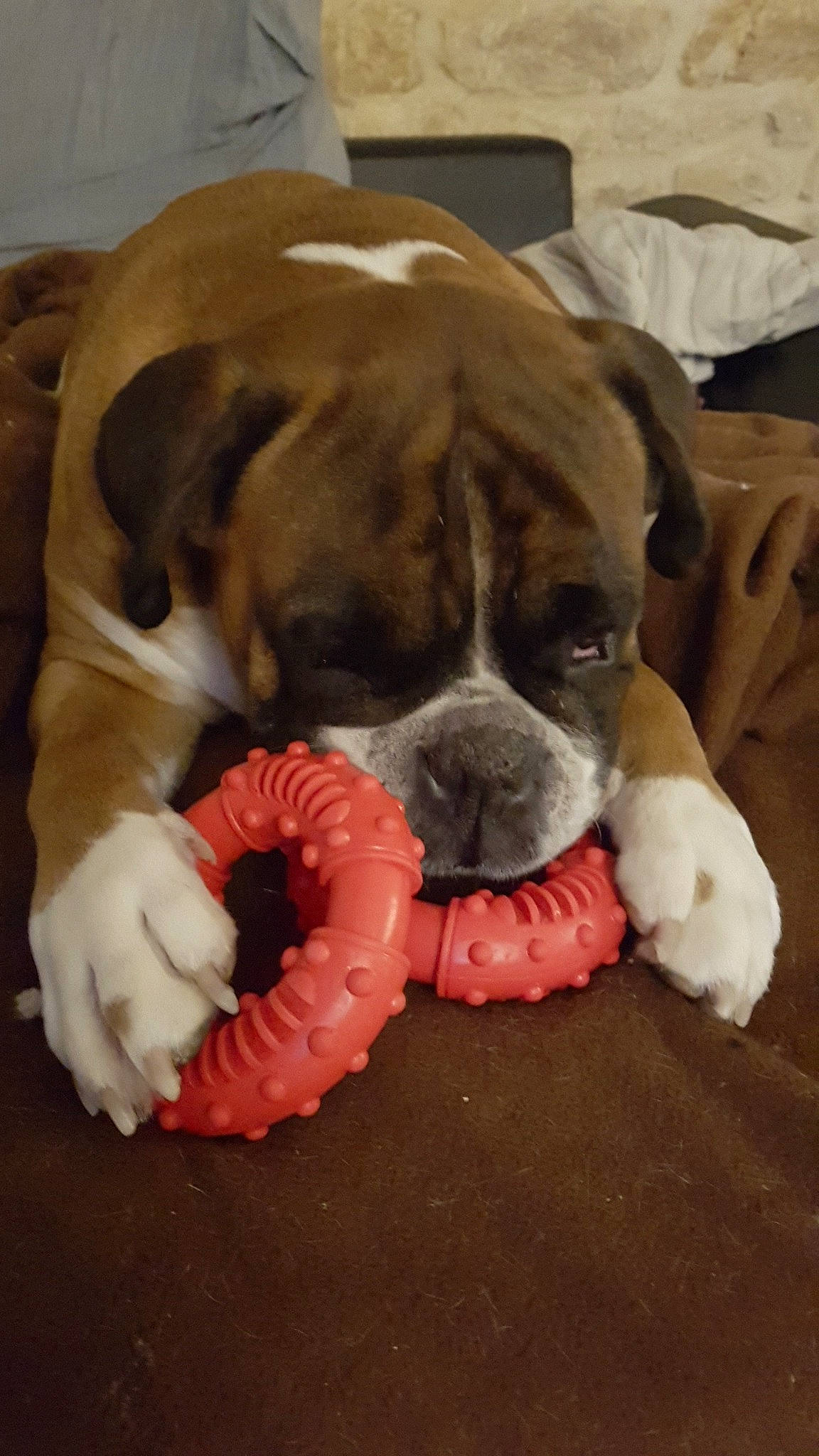 Mya a rejoint le concours — aidez-le/la à gagner de superbes lots ! bored, boxer, canidae, carnivore, comfort, companion_dog, dog, dog_bed, dog_breed, dog_supply, fawn, flooring, linens, paw, pet_supply, snout, sporting_group, whiskers, working_animal, wrinkle