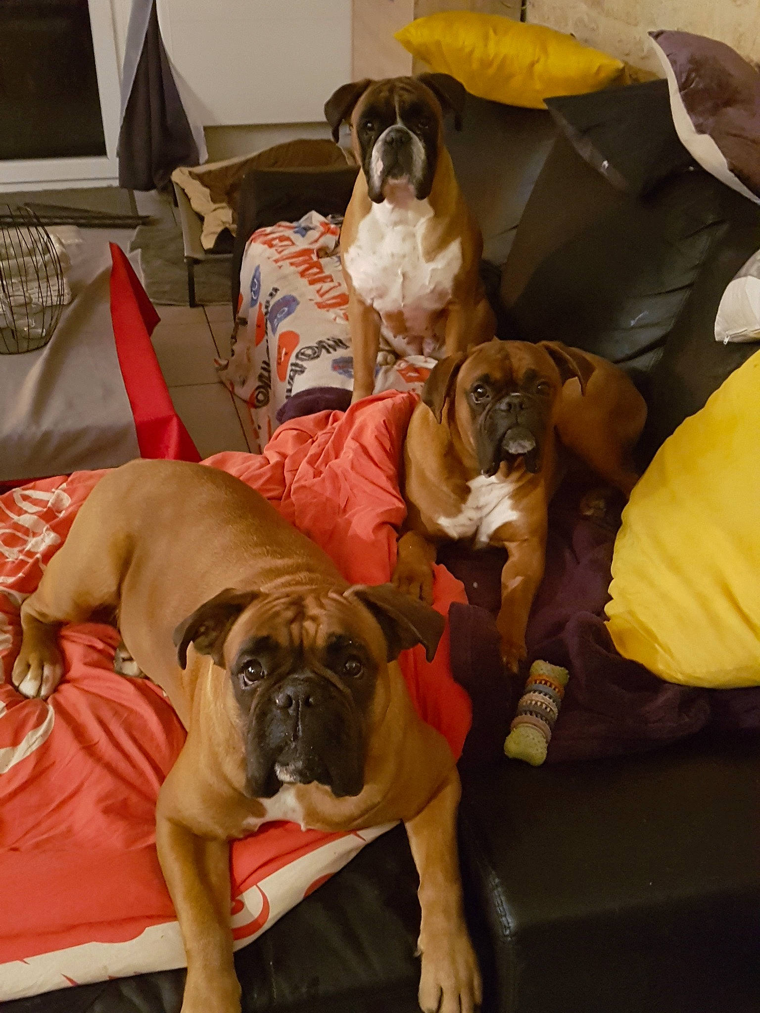 Mookie a rejoint le concours — aidez-le/la à gagner de superbes lots ! boerboel, boxer, british_bulldogs, bulldog, bullmastiff, canidae, carnivore, companion_dog, dog, dog_breed, fawn, mammal, non_sporting_group, old_english_bulldog, olde_english_bulldogge, rare_breed_dog, renascence_bulldogge, snout, sporting_group, vertebrate