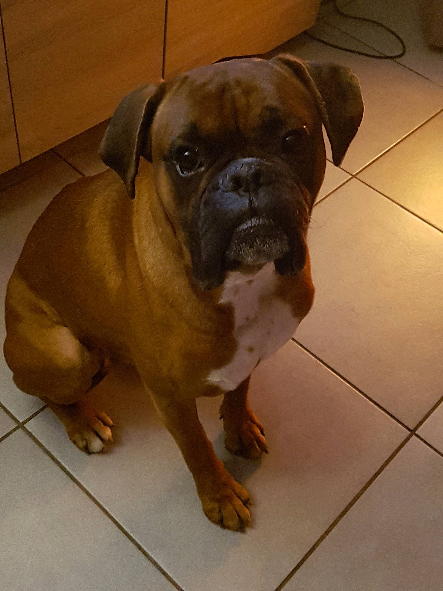 Mookie participe au concours pour gagner de l'argent avec cette photo : boxer, bulldog, bullmastiff, canidae, carnivore, companion_dog, dog, dog_breed, dorset_olde_tyme_bulldogge, fawn, mammal, molosser, non_sporting_group, old_english_bulldog, olde_english_bulldogge, renascence_bulldogge, snout, toy_bulldog, valley_bulldog, vertebrate