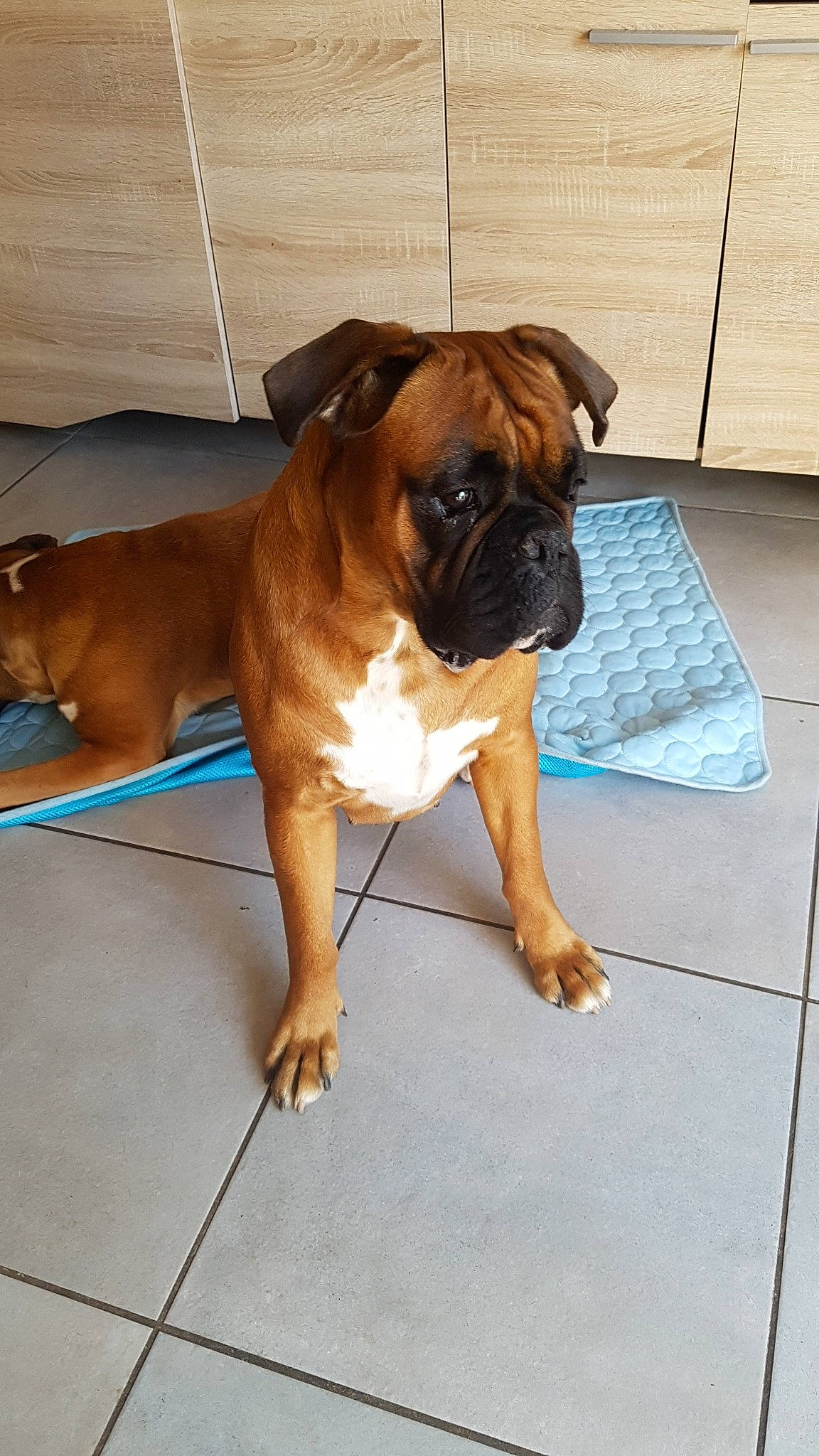 Maïka participe au concours pour gagner de l'argent avec cette photo : boerboel, boxer, bulldog, bullmastiff, canidae, carnivore, companion_dog, dog, dog_breed, fawn, mammal, molosser, non_sporting_group, old_english_bulldog, olde_english_bulldogge, rare_breed_dog, snout, sporting_group, valley_bulldog, vertebrate