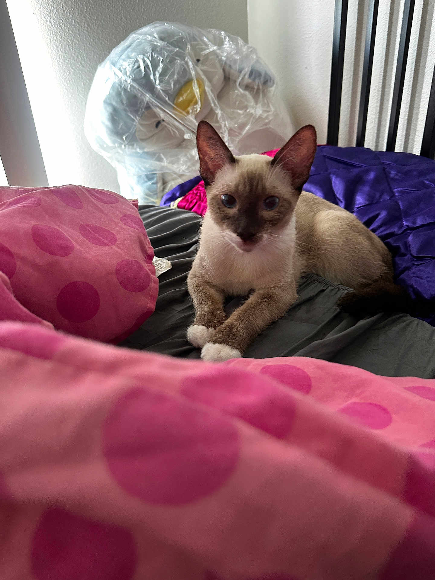 Dash joined the competition — help win amazing prizes! cat, kitten, siamese_cat, bed, blanket, pink, polka_dot, purple, plush_toy, penguin, plastic, indoor, cozy, furniture, pet, animal, cute, resting, young, curious