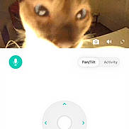 Dash joined the competition — help win amazing prizes! cat, close_up, blurry, indoor, dash_cam, animal, pet, face, ears, eyes, fur, curious, technology, screen, interface, live, microphone_icon, door, room, furniture