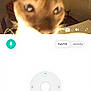 cat, close_up, blurry, indoor, dash_cam, animal, pet, face, ears, eyes, fur, curious, technology, screen, interface, live, microphone_icon, door, room, furniture
