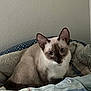 Dash is registered to the contest to win money with this photo: cat, siamese_cat, pet, animal, feline, bed, blanket, quilt, cozy, indoor, plush_toy, shelf, wall, resting, looking, curious, fur, ears, whiskers, comfort