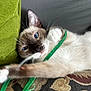 cat, siamese, blue_eyes, paw, green_string, cushion, green_pillow, fabric, indoor, pet, whiskers, fur, closeup, playful, resting, animal, cute, curious, relaxed, soft