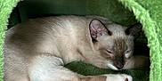 Dash is registered to the contest to win money with this photo: cat, siamese_cat, sleeping, resting, green, cat_house, feline, pet, cozy, indoor, cute, relaxed, animal, paw, fur, blue_eyes, whiskers, soft, comfort, nest