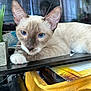 Dash is registered to the contest to win money with this photo: cat, siamese_cat, blue_eyes, indoor, relaxing, lounging, plant, yellow_basket, fabric, reflection, fur, whiskers, animal, pet, close_up, face, ears, paws, table, cozy