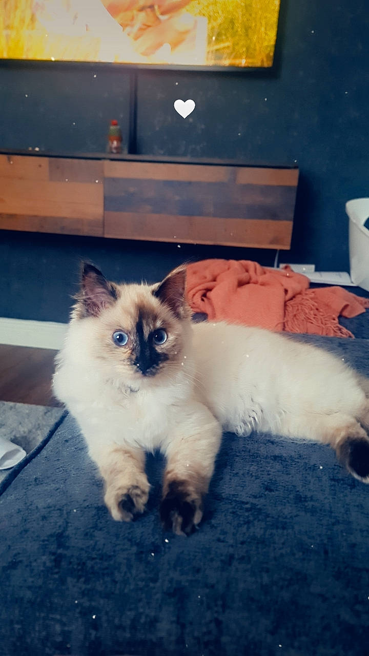 Dory is registered to the contest to win money with this photo: birman, canidae, carnivore, cat, claw, comfort, companion_dog, dog_breed, fawn, felidae, flooring, fur, gas, paw, ragdoll, sky, small_to_medium_sized_cats, snout, tail, whiskers