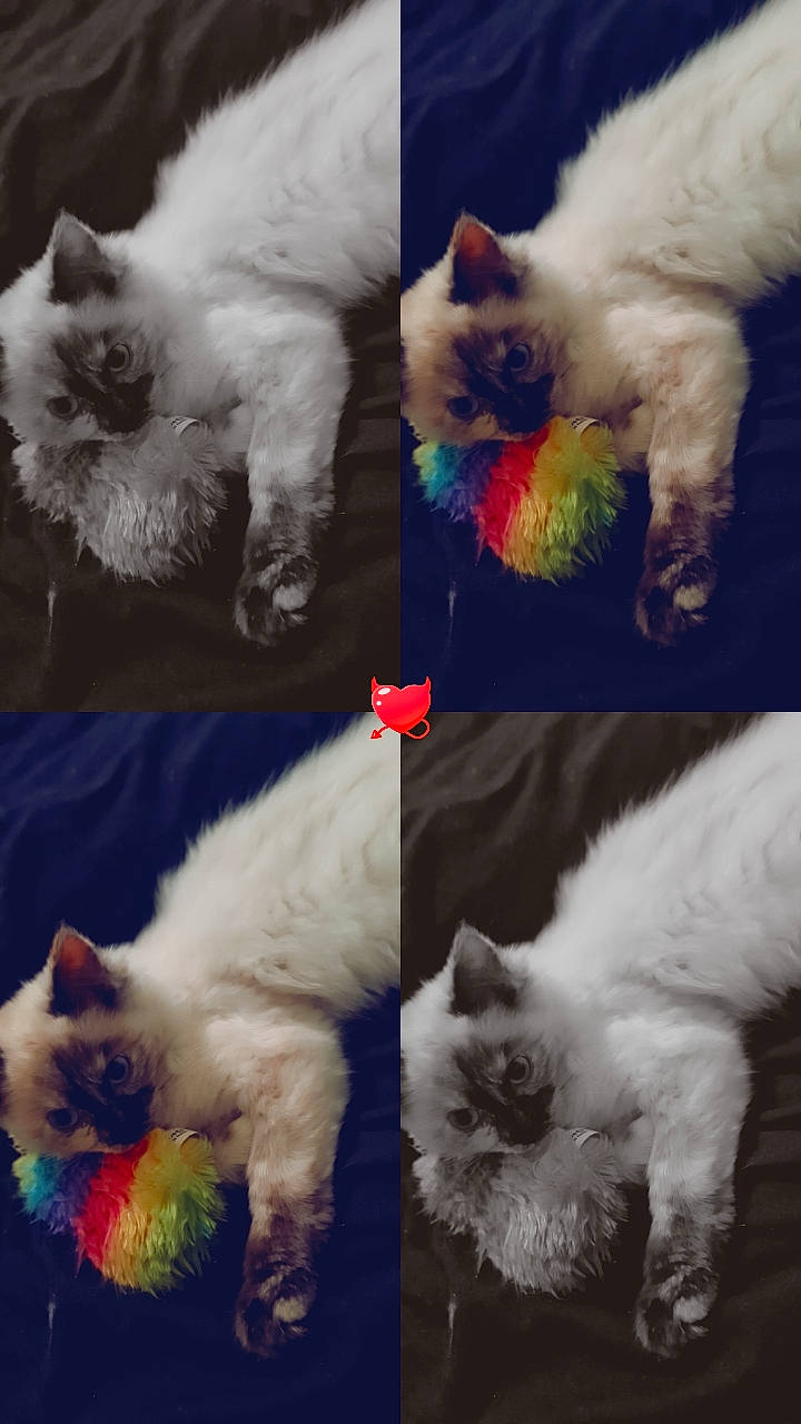 Dory joined the competition — help win amazing prizes! carnivore, cat, companion_dog, dog_breed, event, fawn, felidae, fur, light, mammal, organism, photograph, ragdoll, small_to_medium_sized_cats, snapshot, snout, tail, vertebrate, whiskers, white