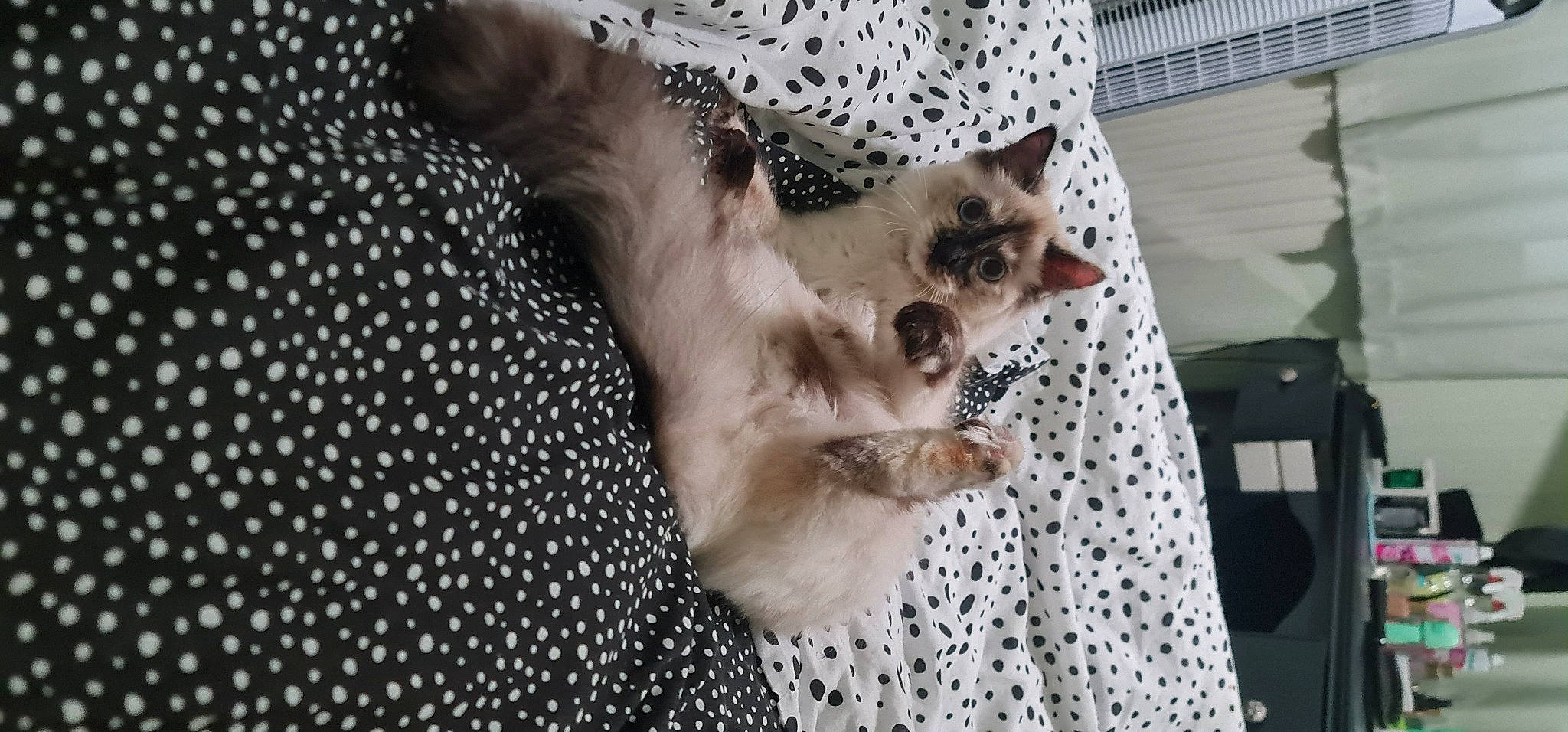 Dory joined the competition — help win amazing prizes! balinese, canidae, carnivore, cat, comfort, domestic_short_haired_cat, fawn, felidae, fur, linens, pattern, paw, photo_caption, siamese, small_to_medium_sized_cats, snout, tail, thai, tonkinese, whiskers