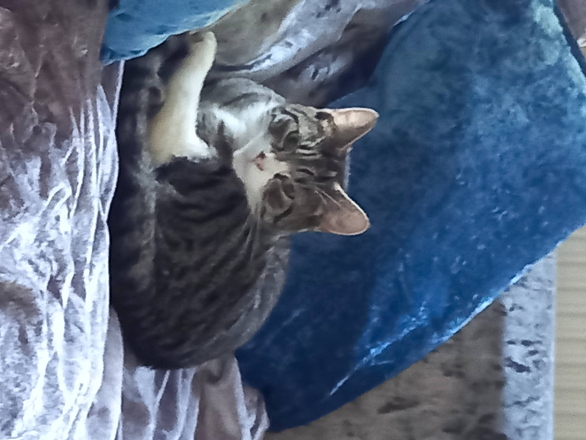 Luna joined the competition — help win amazing prizes! art, automotive_tire, carnivore, cat, electric_blue, felidae, fur, grey, plant, sculpture, small_to_medium_sized_cats, tail, terrestrial_animal, tire, tree, trunk, whiskers, wildlife, window, wood