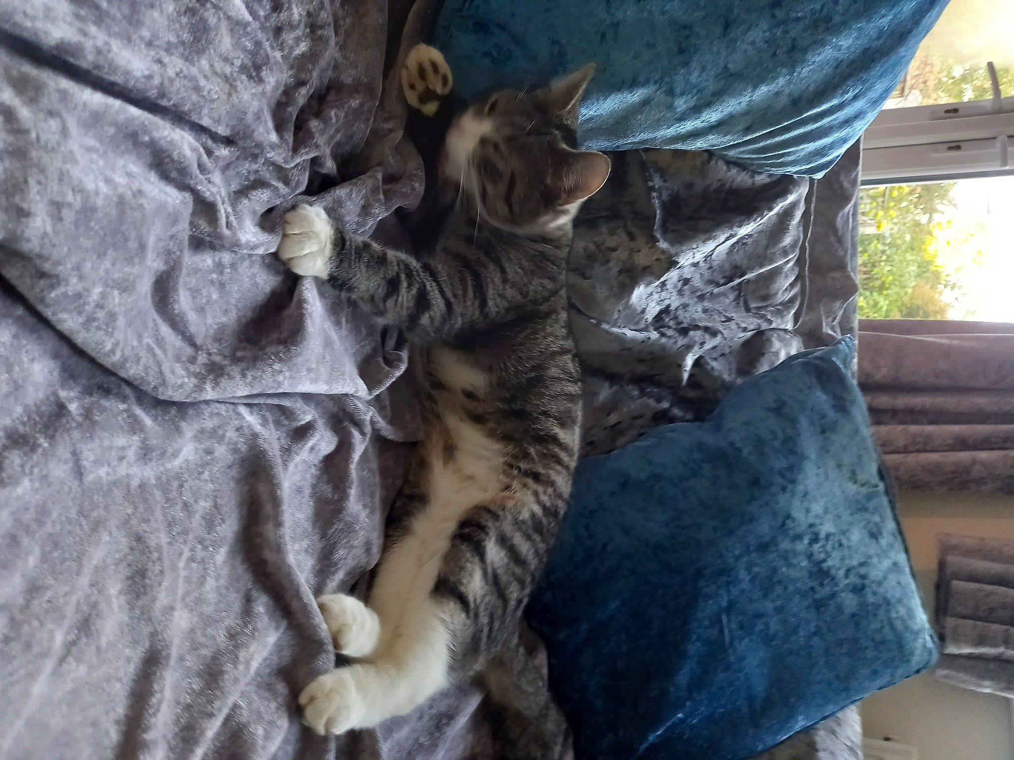 Luna is registered to the contest to win money with this photo: carnivore, cat, claw, comfort, domestic_short_haired_cat, fawn, felidae, fur, grey, human_leg, nap, paw, small_to_medium_sized_cats, snout, tail, terrestrial_animal, tree, whiskers, window, wood