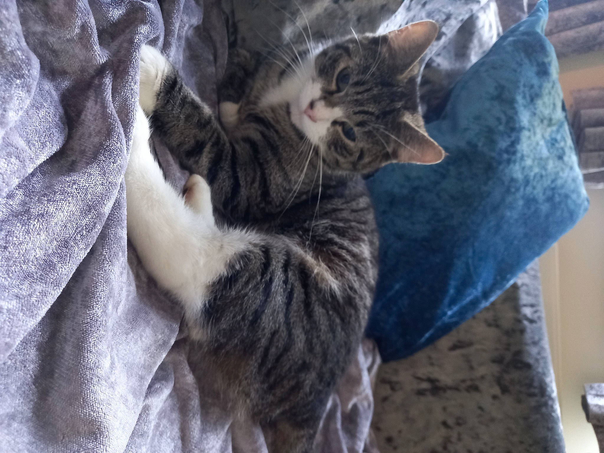 Luna joined the competition — help win amazing prizes! carnivore, cat, claw, comfort, domestic_short_haired_cat, felidae, fur, grey, nap, pattern, paw, small_to_medium_sized_cats, snout, tail, tree, whiskers