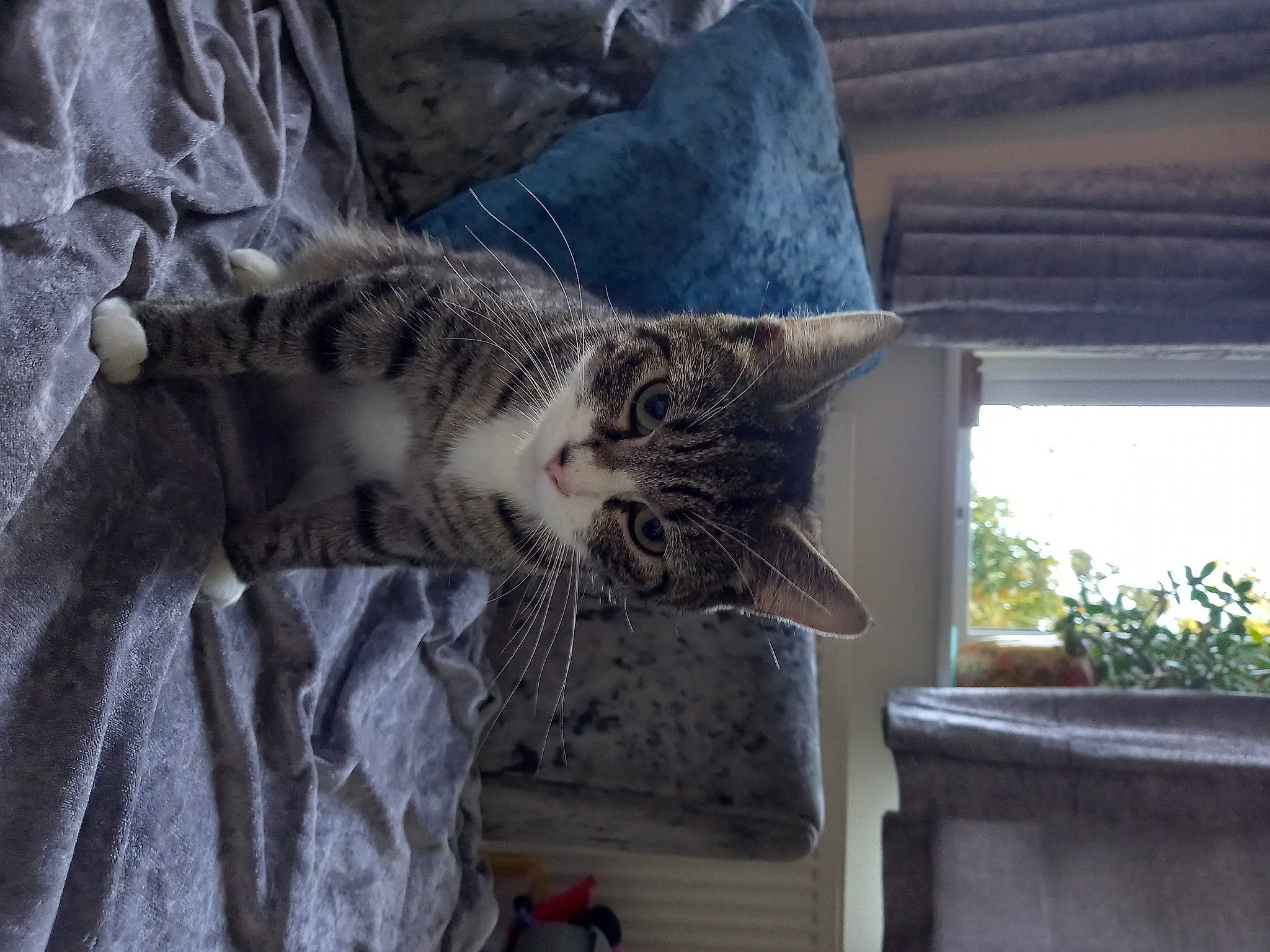 Luna is registered to the contest to win money with this photo: carnivore, cat, comfort, domestic_short_haired_cat, felidae, fur, grey, houseplant, paw, plant, small_to_medium_sized_cats, tail, tree, whiskers, window, wood