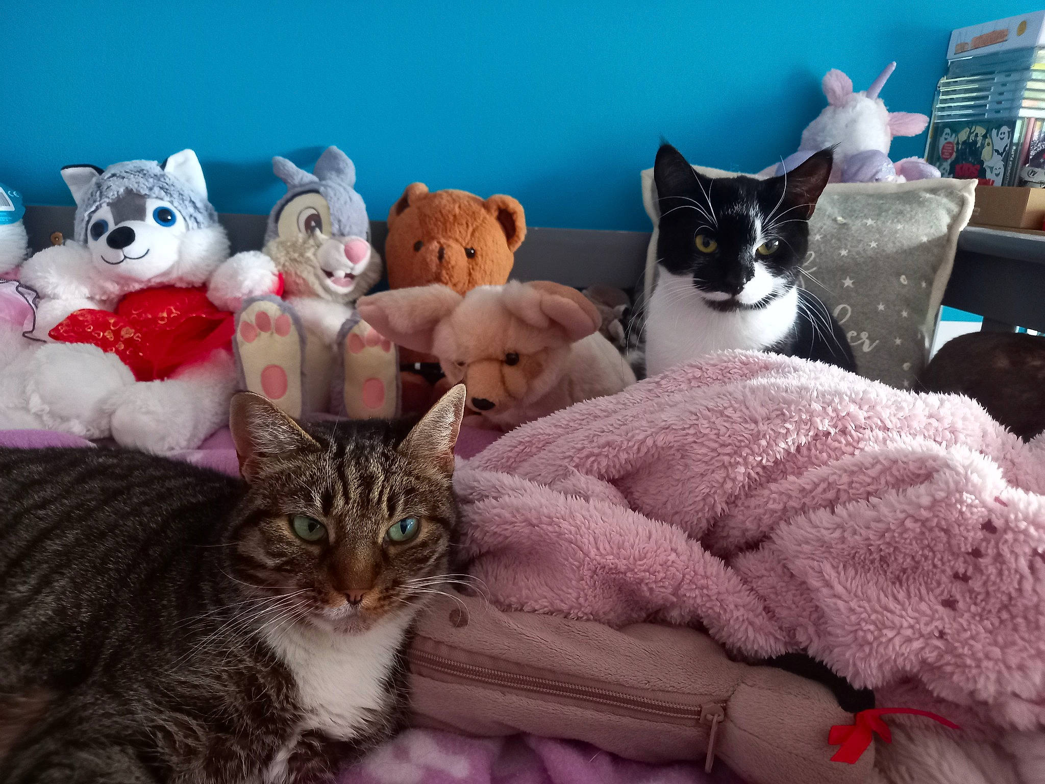 Bella is registered to the contest to win money with this photo: bedding, blue, carnivore, cat, comfort, domestic_short_haired_cat, fawn, felidae, fur, linens, mammal, paw, pink, room, small_to_medium_sized_cats, tail, textile, throw_pillow, vertebrate, whiskers
