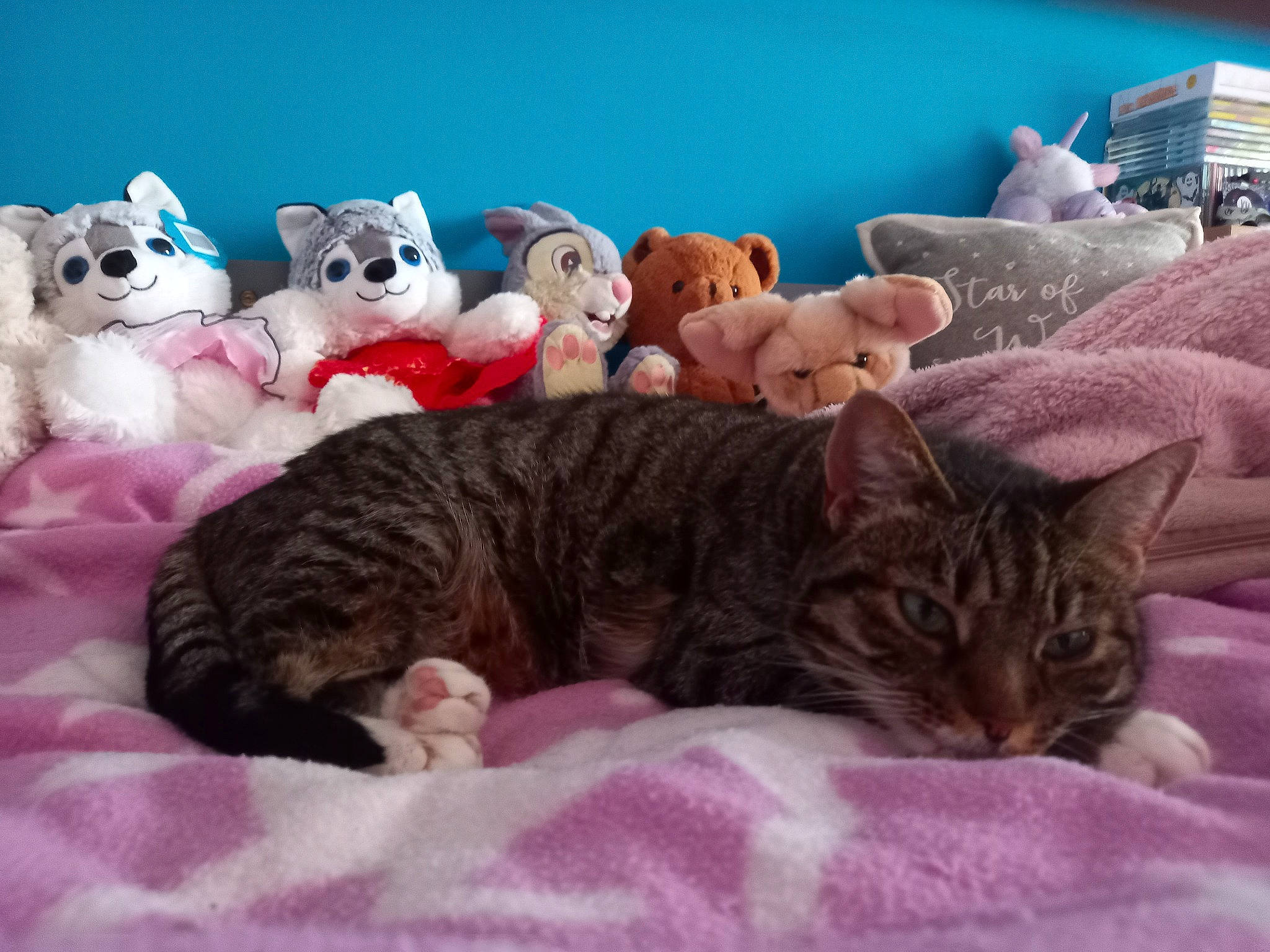 Bella is registered to the contest to win money with this photo: art, bed, bedding, carnivore, cat, comfort, domestic_short_haired_cat, fawn, felidae, fur, linens, mammal, paw, room, small_to_medium_sized_cats, snout, tail, textile, toy, whiskers