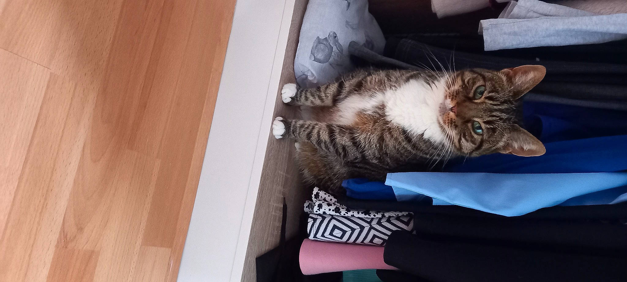 Bella is registered to the contest to win money with this photo: carnivore, cat, claw, comfort, domestic_short_haired_cat, door, felidae, flooring, fur, hardwood, nap, paw, plywood, room, small_to_medium_sized_cats, tail, varnish, whiskers, wood, wood_stain