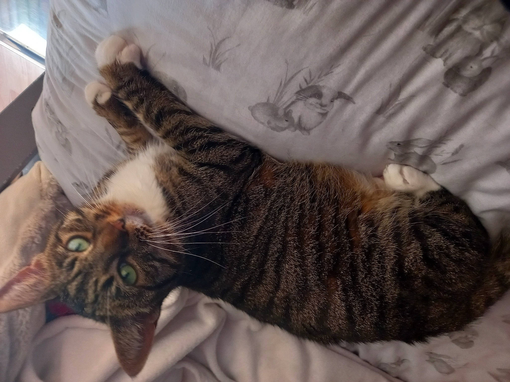 Bella is registered to the contest to win money with this photo: carnivore, cat, claw, comfort, domestic_short_haired_cat, ear, felidae, fur, gesture, grey, nap, pattern, paw, sleep, small_to_medium_sized_cats, snout, tail, whiskers, wildlife