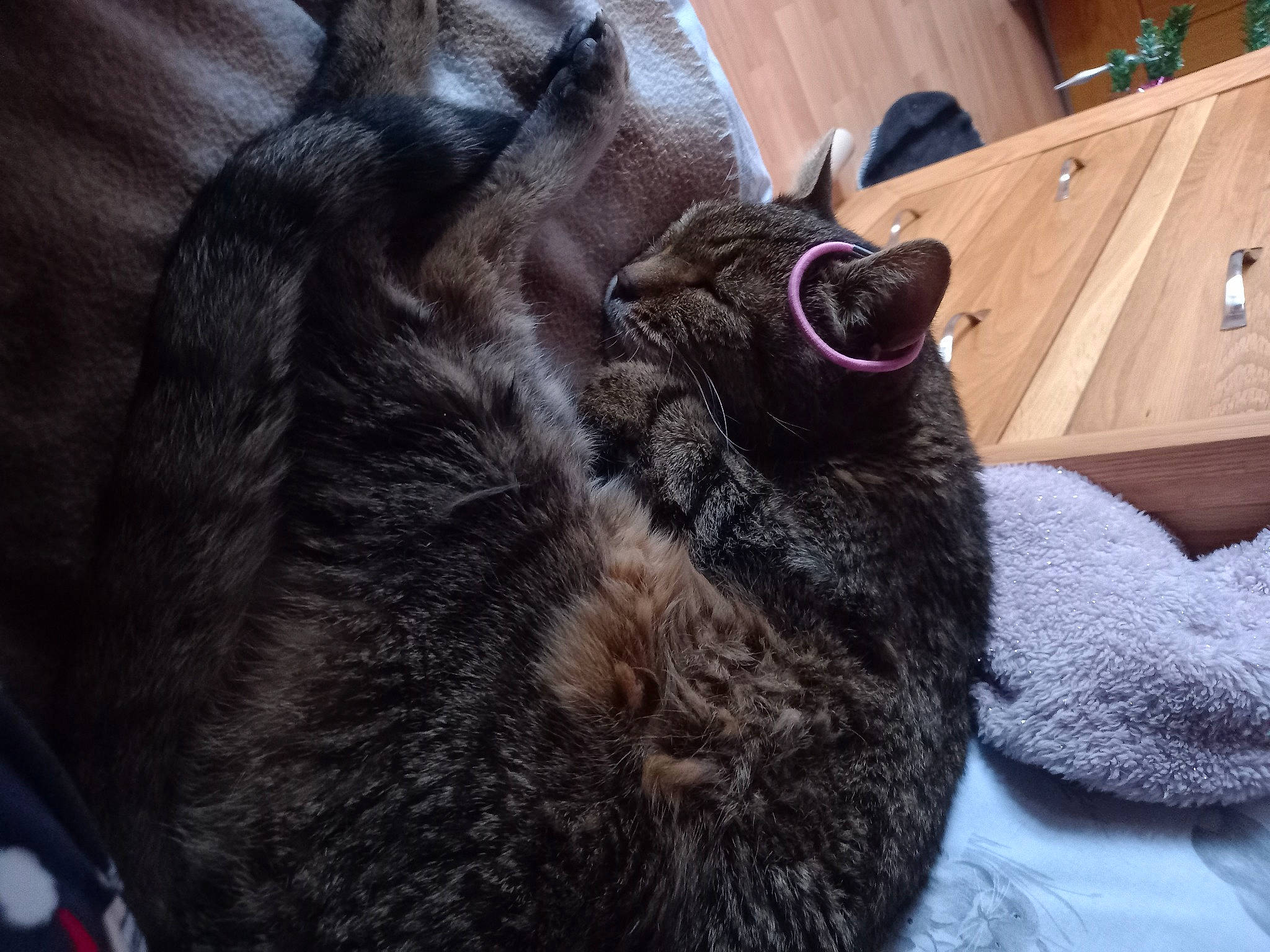 Sebastian joined the competition — help win amazing prizes! canidae, carnivore, cat, claw, comfort, companion_dog, dog_breed, domestic_short_haired_cat, ear, fawn, felidae, fur, grey, paw, small_to_medium_sized_cats, snout, sporting_group, tail, whiskers, wood